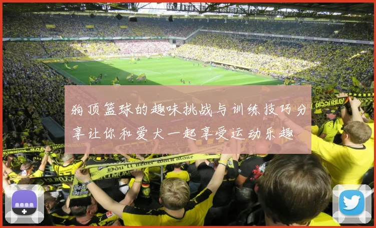 狗顶篮球的趣味挑战与训练技巧分享让你和爱犬一起享受运动乐趣